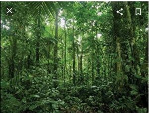 Read more about the article बिटरगाव वनपरिक्षेत्रा अंतर्गत अवैध वृक्षतोड. वनविभागाचे दुर्लक्ष? “वृक्षवल्ली आम्हा सोयरे वनचरे” या तुकोबांच्या अनेक शतकापूर्वी सांगितलेल्या मूलमंत्रास तिलांजली.