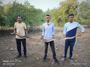Read more about the article मार्की येथे आढळला भारतीय अजगर साप,MH 29 हेलपिंग हँडस चे सर्पमित्र व निसर्ग मित्र संदीप भाऊ धोटे व संतोष भाऊ गुम्मुलवार यांच्याकडून रेस्क्यू