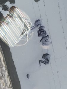 Read more about the article Breaking news:टोलनाक्याजवळ असलेल्या नाल्यात आढळला अज्ञात मृतदेह, याठिकाणी आधीही घडली होती अशीच एक घटना