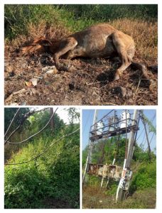 Read more about the article महावितरण चा गलथान कारभार ,राळेगाव तालुक्यातील उघड्या रोहित्राचा करंट लागुन गाईचा मृत्यू