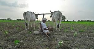 Read more about the article नापिकीच्या काळोखाने झाकोळला जाणार यंदा उजेडाचा सण , यंदा शेतकर्यांची दिवाळी अंधारात जाण्याची शक्यता