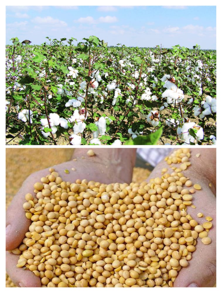 Read more about the article सोयाबीन पडत्या भावात पांढरे सोनेही काळवंडले (शेतकऱ्यांवर दुहेरी संकट)