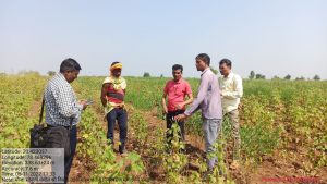 Read more about the article कपाशीवरील रोगाची कृषी अधिकाऱ्याकडून पाहणी