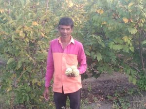 Read more about the article रानमेवा म्हणून परिचित असलेल्या सीताफळाची बाजारपेठेत आगमन