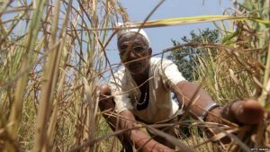 Read more about the article पीकविम्याचे पैसे त्वरित द्या हो,वंचित शेतकऱ्यांचा टाहो; नुकसानभरपाई अद्याप मिळाली नाही