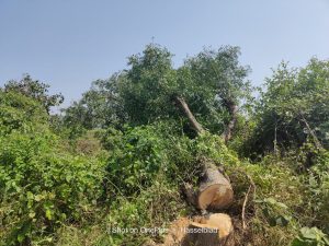 Read more about the article आदेश एका झाडाचा आणि कापले शेजाऱ्याच्या शेतातील झाड,खरूस खुर्द येथील प्रकार.