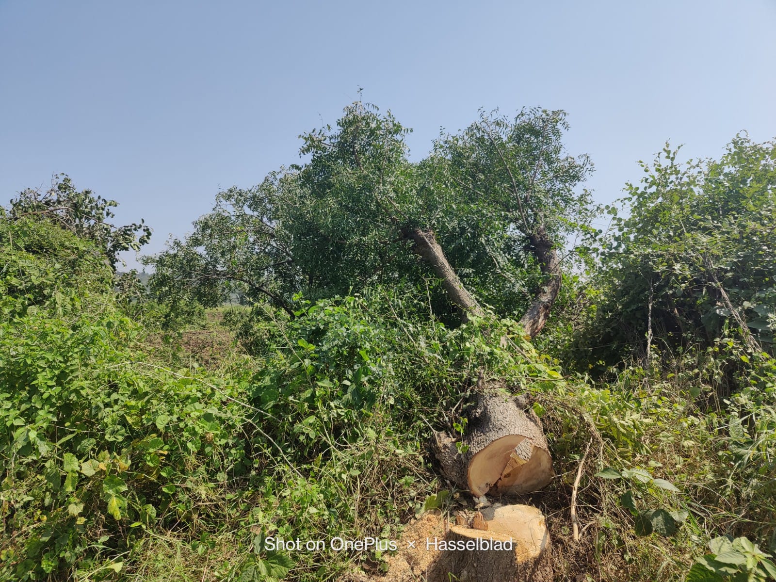 Read more about the article आदेश एका झाडाचा आणि कापले शेजाऱ्याच्या शेतातील झाड,खरूस खुर्द येथील प्रकार.