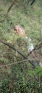 Read more about the article कोलार पिपरी शिवारात वाघाने केली गुराख्याची शिकार,नरभक्षी वाघाचा बंदोबस्त करण्यासाठी वनविभाग फेल