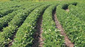 Read more about the article अतिवृष्टीची मदत अत्यल्प, शेतकऱ्यांच्या तोंडाला पाने पुसली,फेर तपासणी करून वाढीव मदत दया, शेतकऱ्यांची होत आहे मागणी