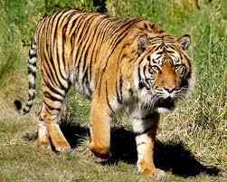 Read more about the article वरोरा शहरात वाघाचे दर्शन,नागरिकांमध्ये भीतीचे वातावरण