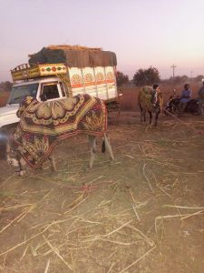 Read more about the article ढाणकी: ढाणकी येथे बैलगाडा शर्यत प्रेक्षकांची तुफान गर्दी