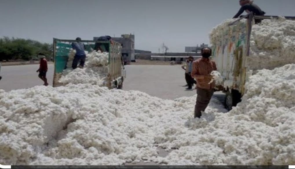 Read more about the article आयात शुल्क रद्द केल्यास कापसाचे भाव पुन्हा गडगडणार, पण लक्षात कोण घेतोय ( कॉटन असोसिएशन च्या मागणी बाबत शेतकरी अनभिज्ञ)शेतकरी नेते साखर झोपेत