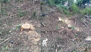 Read more about the article बिटरगाव, दराटी, कोर्टा, व मन्याळी, वनपरीक्षेत्र अंतर्गत अवैध वृक्षतोड सुरूच?