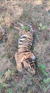 Read more about the article ताडोबा व्याघ्र प्रकल्पात वाघाच्या 4 बचड्यांचा मृत्यू
