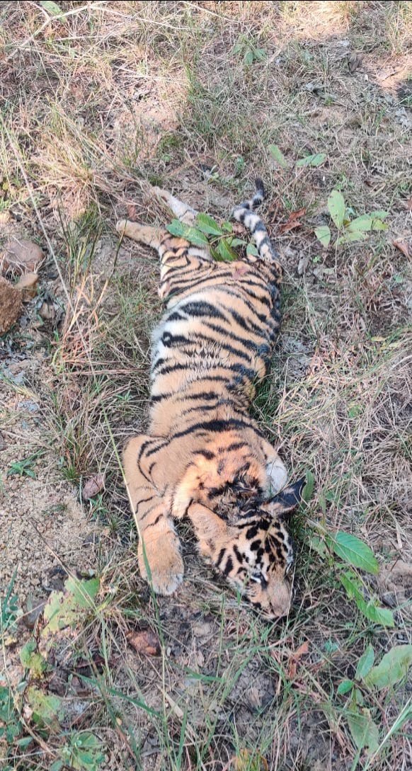 Read more about the article ताडोबा व्याघ्र प्रकल्पात वाघाच्या 4 बचड्यांचा मृत्यू