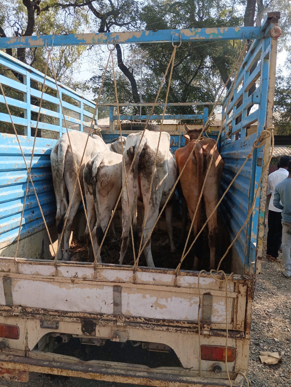 Read more about the article कत्तलीसाठी जाणाऱ्या गोवंशांना जीवनदान, बजरंगदलाच्या कार्यकर्त्यानी पाळत ठेवून वाचवल्या 4 गायी