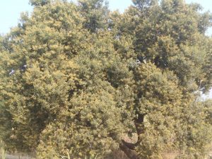 Read more about the article आंबा बहरला, हिरव्यागार झाडावर दिसत आहे फुलोऱ्याची चादर, आता भिस्त निसर्गराजा वर