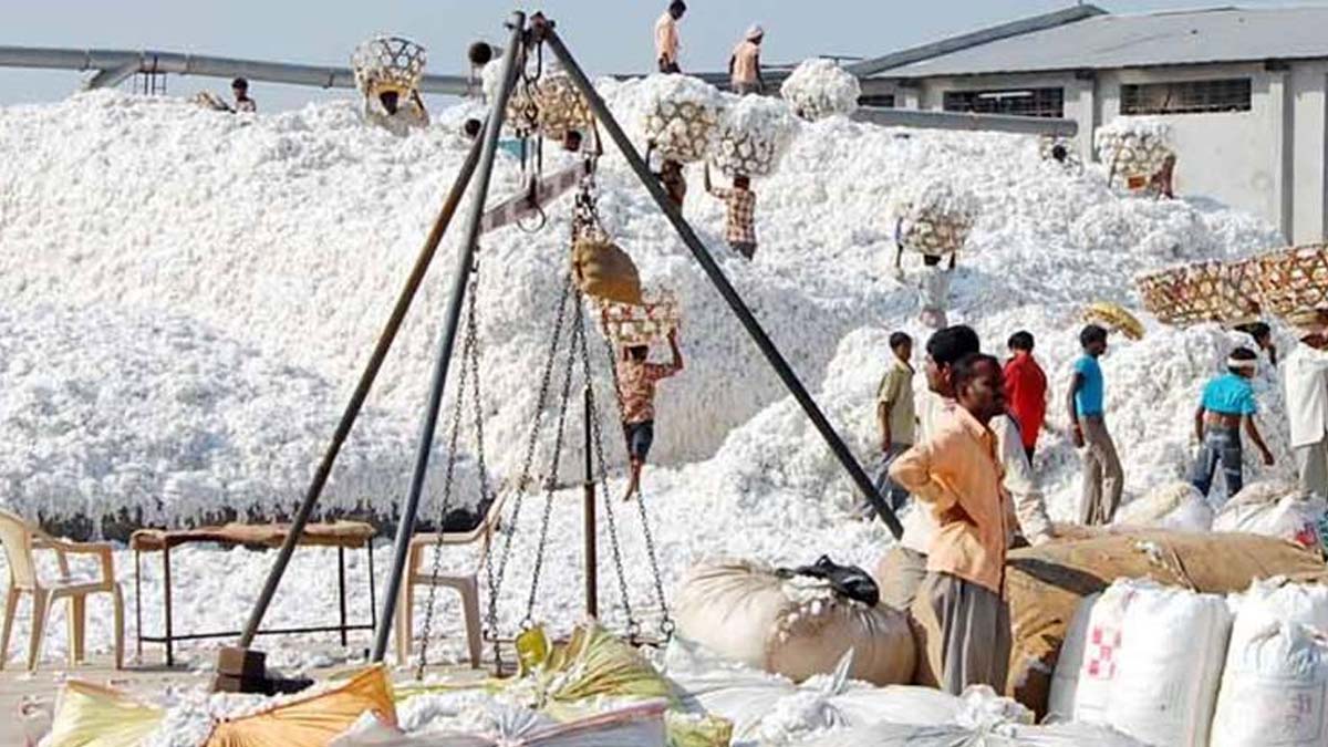 Read more about the article कापसाचे दर चढ उताऱ्याने शेतकऱ्यांची घालमेल खत औषधीच्या पैशासाठी दुकानदाराचा तगादा कायम