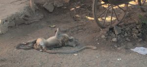 Read more about the article विद्युत शॉक लागून मृत्यू ओढवलेल्या पिलाच्या मृतदेहाला भेटण्यासाठी ती तळमळली वनप्राण्याचे मातृप्रेम पाहून माणुसकीला गहिवर