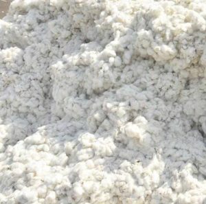 Read more about the article कापसाचे दर आठ हजाराखाली,शेतकरी चिंतेत