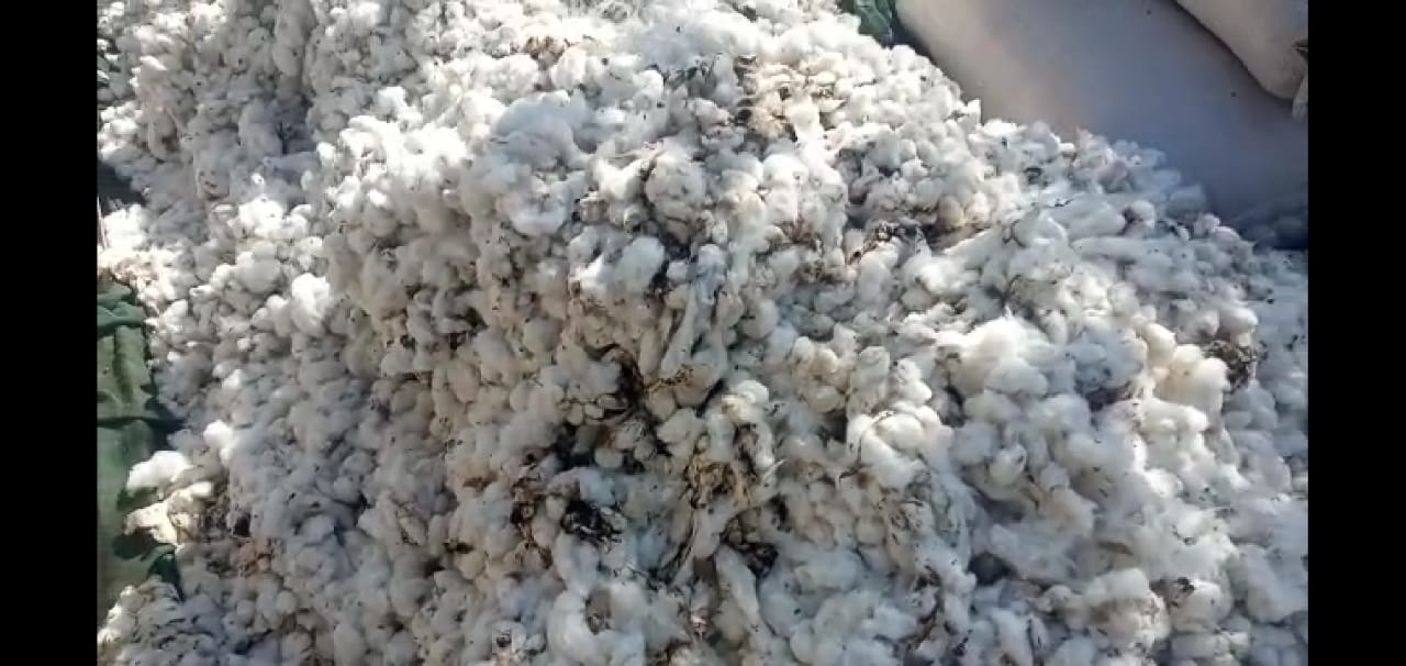 Read more about the article शाॅट सर्किट ने आग लागून तुर, कापुस जळून खाक हजारों रुपयांचे नुकसान