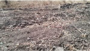 Read more about the article लाईनमनच्या त्रासापोटी शेतकरी कंटाळला उभे पिक चालले वाळत