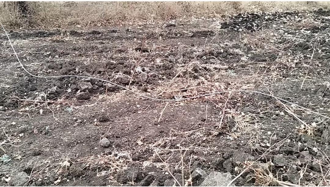 Read more about the article लाईनमनच्या त्रासापोटी शेतकरी कंटाळला उभे पिक चालले वाळत