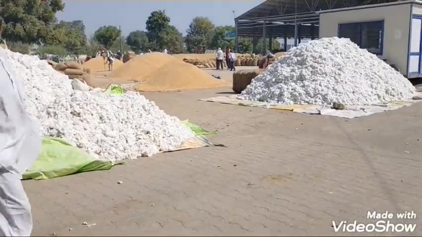 Read more about the article कापूस आणि सोयाबीन कुंजून गेलं घरातच भावाची वाट पाहत आहात शेतकरी!