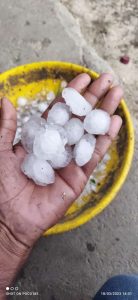 Read more about the article कृष्णापुर शेत शिवारात निसर्गाची अवकृपा हाती आलेले गहू हरभरा पिकाचे नुकसान तर निसर्गाने टरबुजाची केली हत्या