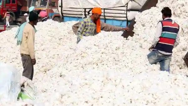 Read more about the article कापूस घरात खाजवतोय अन बाहेर घसरतोय