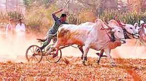 Read more about the article बाभुळगाव येथे भव्य शंकरटाचे आयोजन ,अडीच लाख रुपयांची जंगी लुट