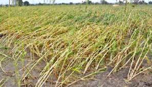 Read more about the article वादळी वाऱ्या सह जेवली परिसरात पावसाचा तडका