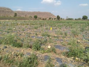 Read more about the article गारपिटीच्या माऱ्यामुळे टरबुजाच्या फळबागेचे झाले नुकसान शेतकऱ्याला भरपाई कधी मिळणार?