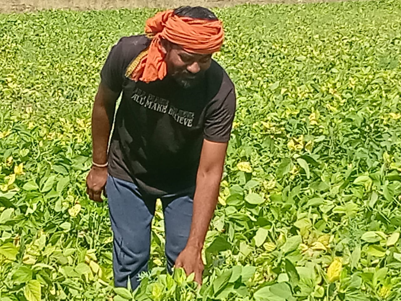 Read more about the article खरीप व रब्बी हंगामानंतर उन्हाळी सोयाबीन पीकही धोक्यात (आशेचा किरण असलेल्या उन्हाळी सोयाबीन पिकाने ही शेतकऱ्यांची चिंता वाढवली)