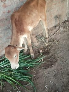 Read more about the article वरूड जहांगीर येथे जनावरांना लंपी रोगाची लागण, पशुसंवर्धन विभागामार्फत कॅंप लावण्याची मागणी