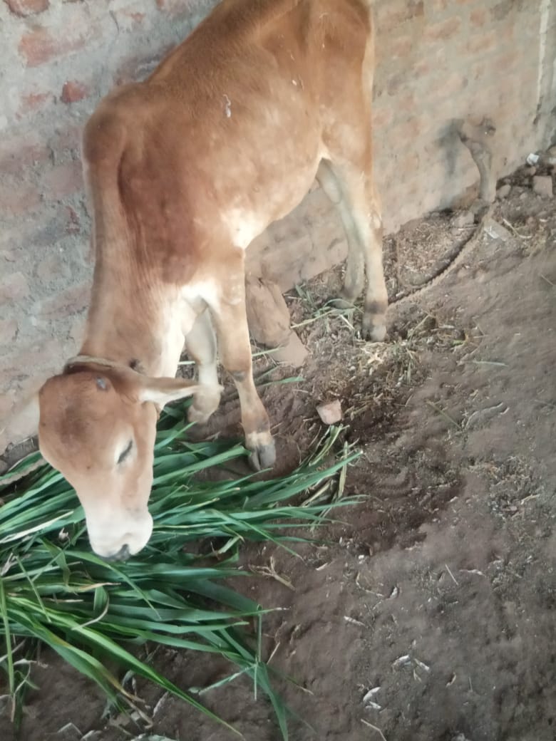 Read more about the article वरूड जहांगीर येथे जनावरांना लंपी रोगाची लागण, पशुसंवर्धन विभागामार्फत कॅंप लावण्याची मागणी