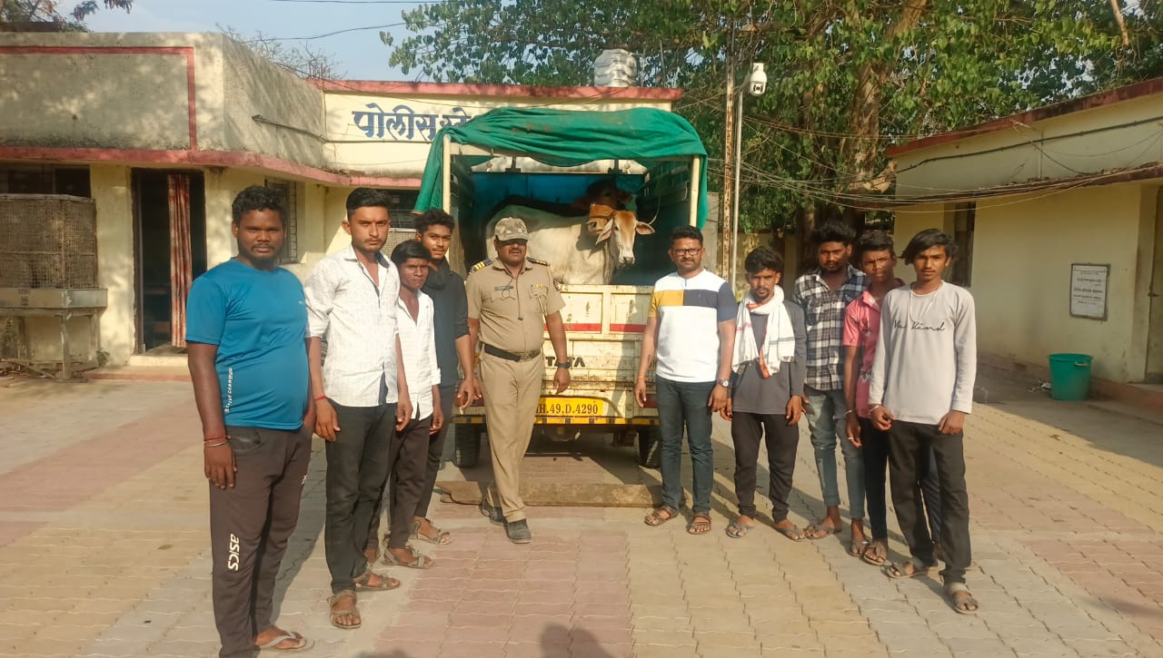 Read more about the article जनावरांची तस्करी करणाऱ्या दोघांना अटक राळेगाव पोलिसाच्या सतर्कतेने तीन जनावरांना मिळाले जीवदान