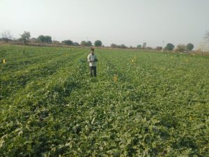 Read more about the article शेती विशेष :अल्पभूधारक युवा शेतकऱ्यांनी फुलविली टरबुजाची बाग