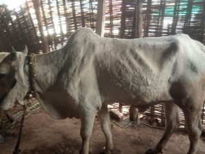 Read more about the article दखल वृत्तपत्रांची, वरूड जहांगीर येथे केले जनावरांच्या लम्पी रोगांवर उपचार