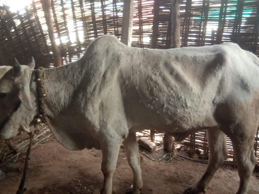 Read more about the article दखल वृत्तपत्रांची, वरूड जहांगीर येथे केले जनावरांच्या लम्पी रोगांवर उपचार