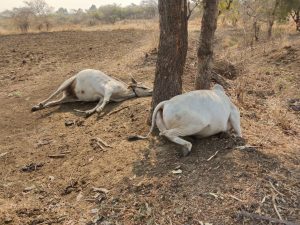 Read more about the article बैलाच्या अंगावर विज पडून दोन बैल जागीच ठार शेतकऱ्यांचे लाखो रुपयांचे नुकसान