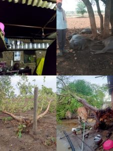 Read more about the article राळेगाव तालुक्यात अकाली पावसांचा कहर, वीज पडून तीन म्हशी ठार तर अनेक घरांची पडझड