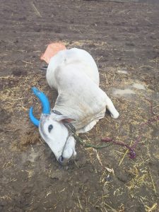 Read more about the article निसर्गाची अवकृपा कोप्रा (खू) येथे<br>वीज पडून बैल ठार शेतकरी हतबल