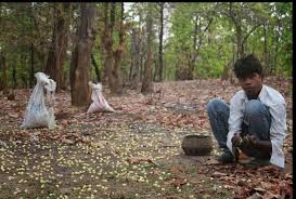 Read more about the article <em>मोहफूल संकलन ठरला सुशिक्षित बेरोजगारांचा आधारस्तंभ</em>