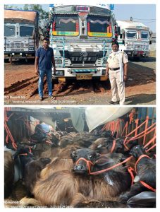 Read more about the article म्हशी घेऊन जाणाऱ्या कंटेनरवर वडकी पोलिसांची कारवाई,४० लाखांच्या मुद्देमालासह ३ आरोपी ताब्यात