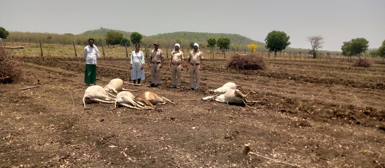 Read more about the article पैनगंगा अभयारण्यातील मोरचंडी येथे वाघाने पाडला सहा गौवंशाचा फडशा ,शेतकरी भीतीच्या वातावरणात