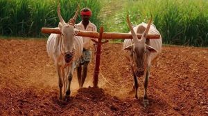 Read more about the article शेतमालाचे पडलेले भाव, सततची नापिकी, वाढलेल्या कर्जामुळे शेतकरी हतबल<br>(शेतीसाठी जगाच्या पोशिंद्यावर आली पशुधन विकण्याची वेळ)