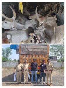 Read more about the article वडकी पोलिसांनी केला गोवंश तस्करी चा पर्दाफाश: वडकी चे ठाणेदार विजय महल्ले यांची गोवंश तस्करावर धडक कारवाई