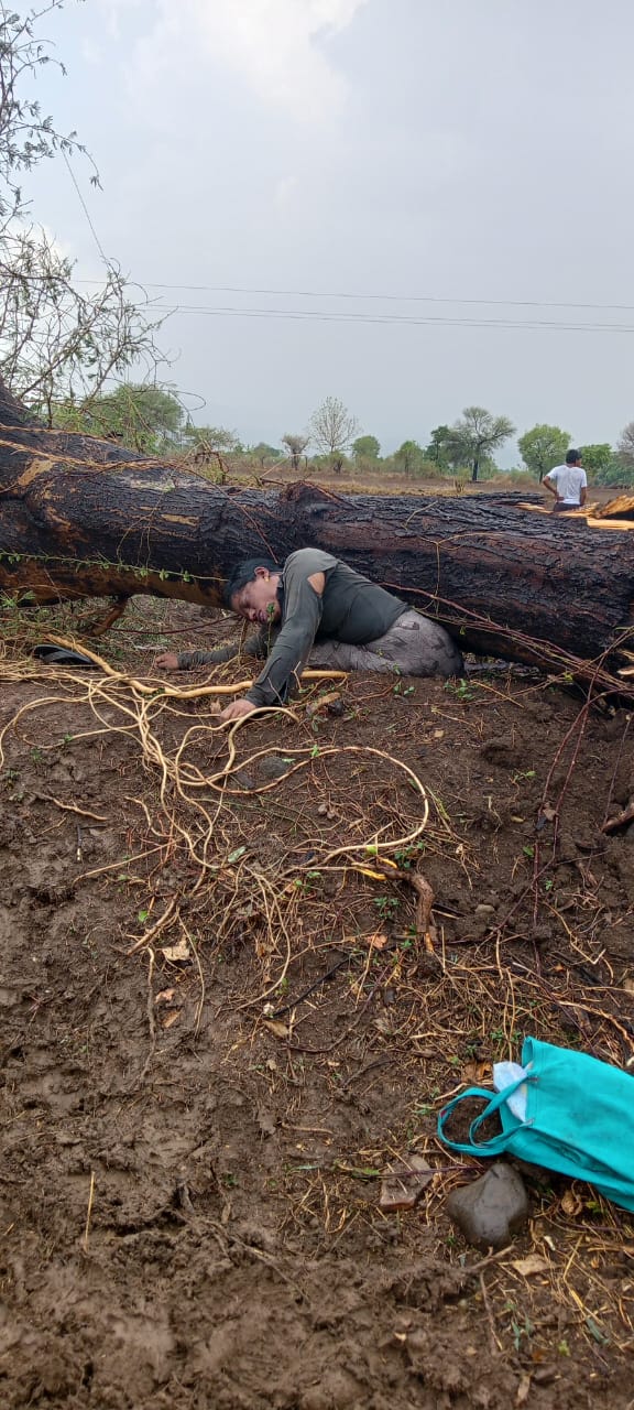 Read more about the article <em>कोरपना तालुक्यात वादळी पावसाचा तडाखा : झाड कोसळून महिलेचा मृत्यू</em>