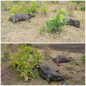 Read more about the article विद्युत तारेचा स्पर्श झाल्याने दोन म्हशींचा मृत्यू,